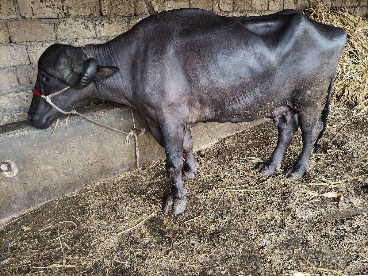 સાડા પાંચ છ 6લીટર દૂધ