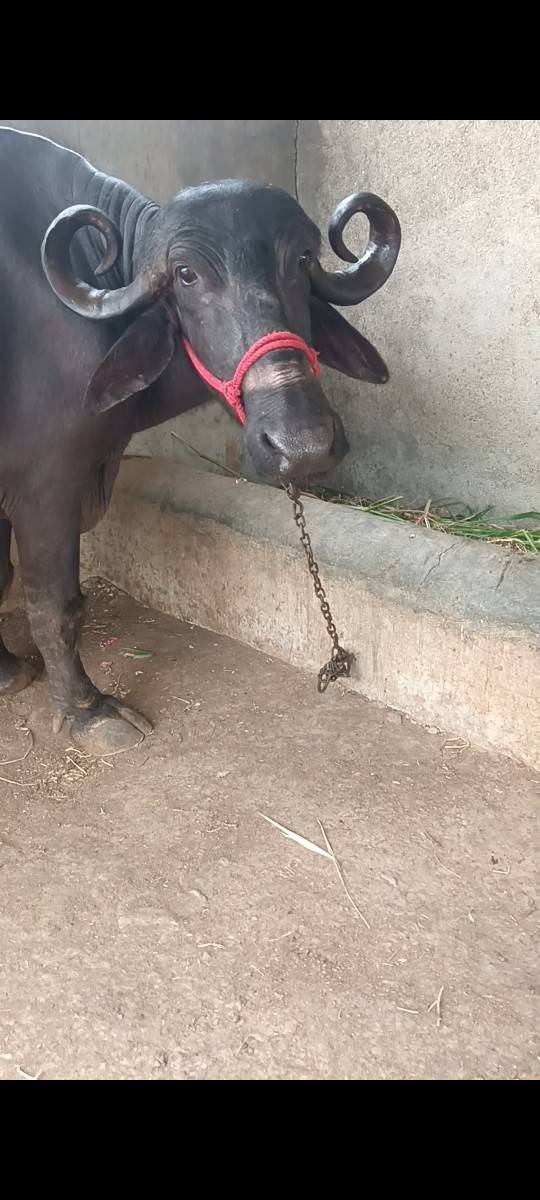 ભેંસ વેચવા ની છે