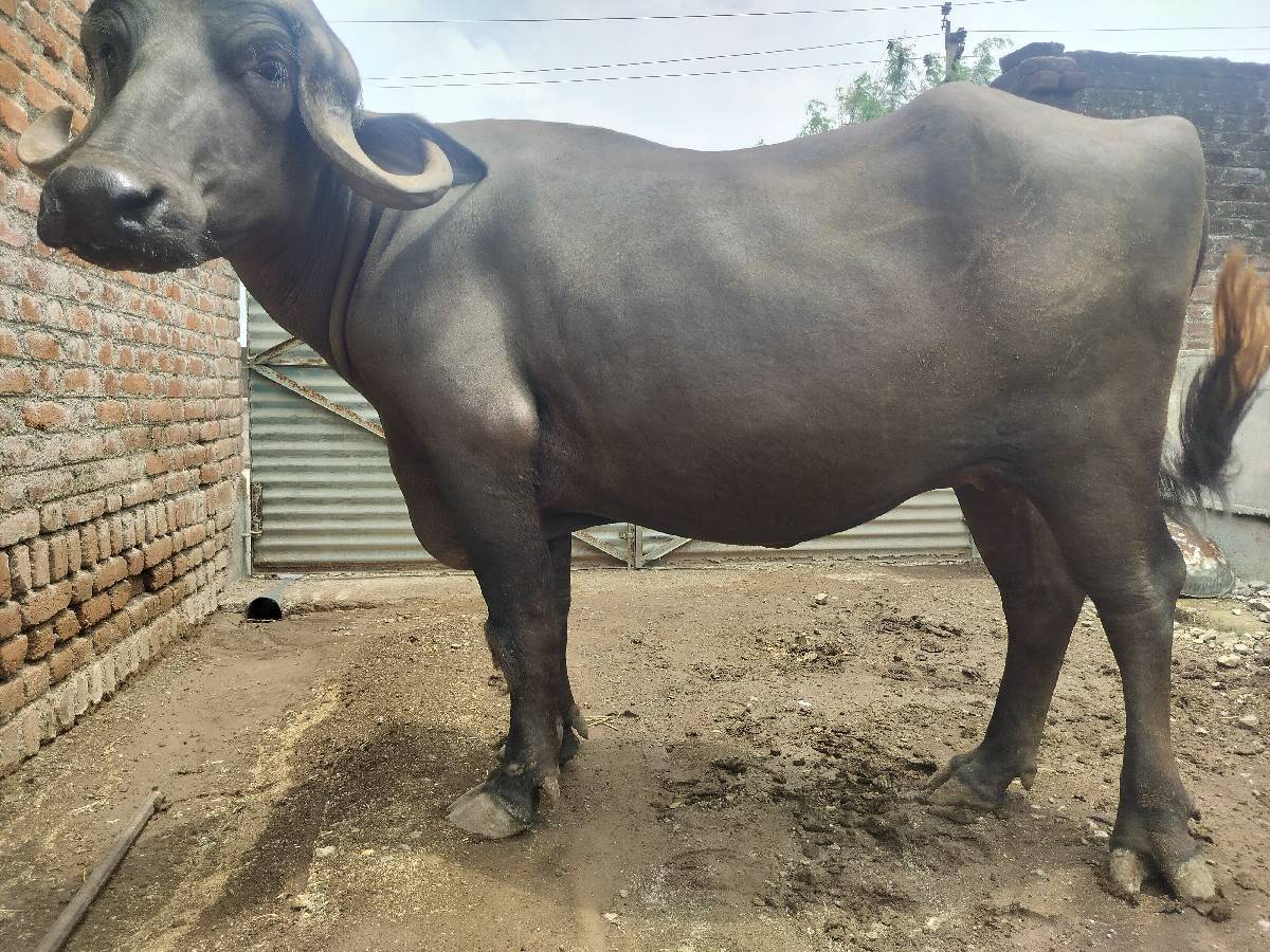 વેચવાની