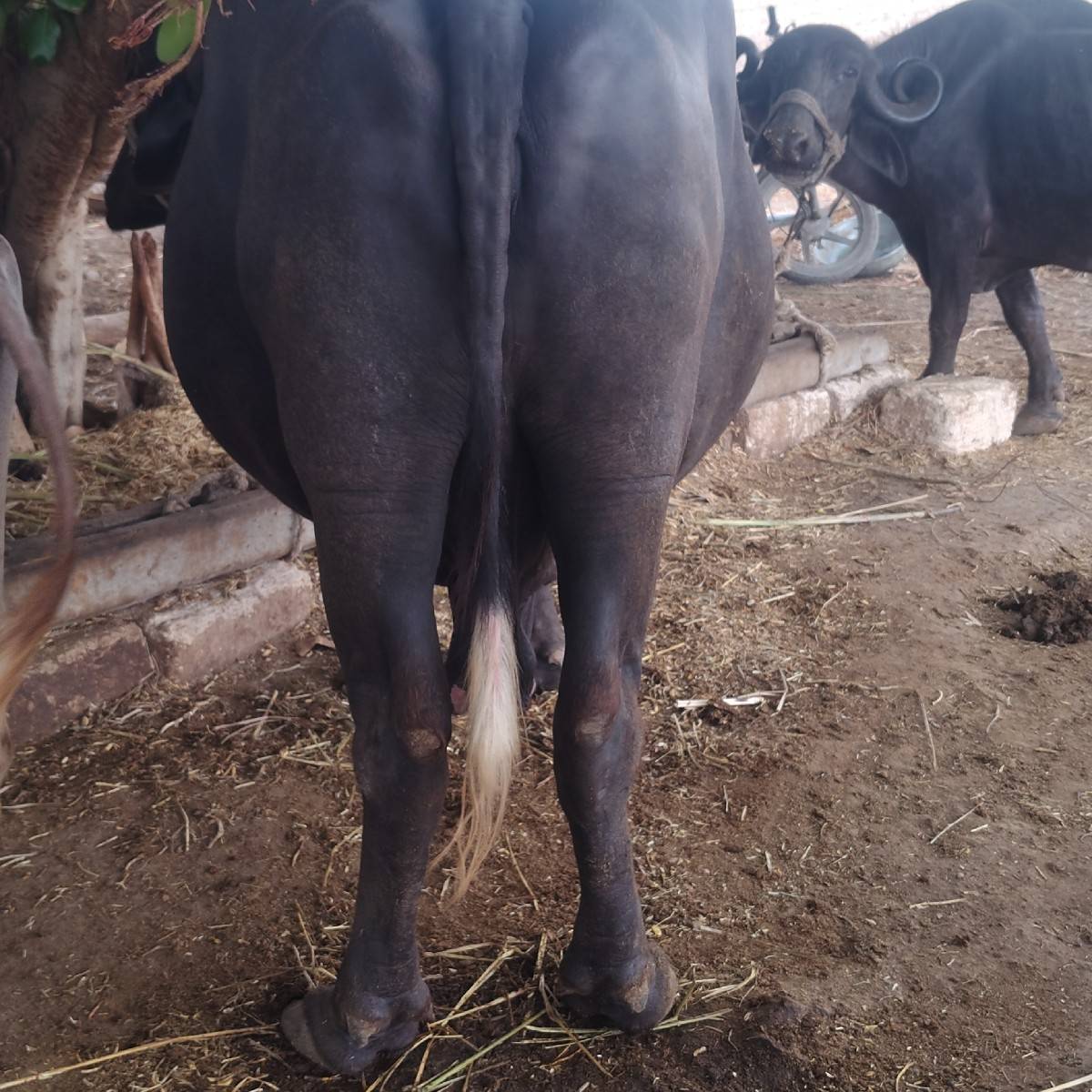 ભેંસ વેચવાની
