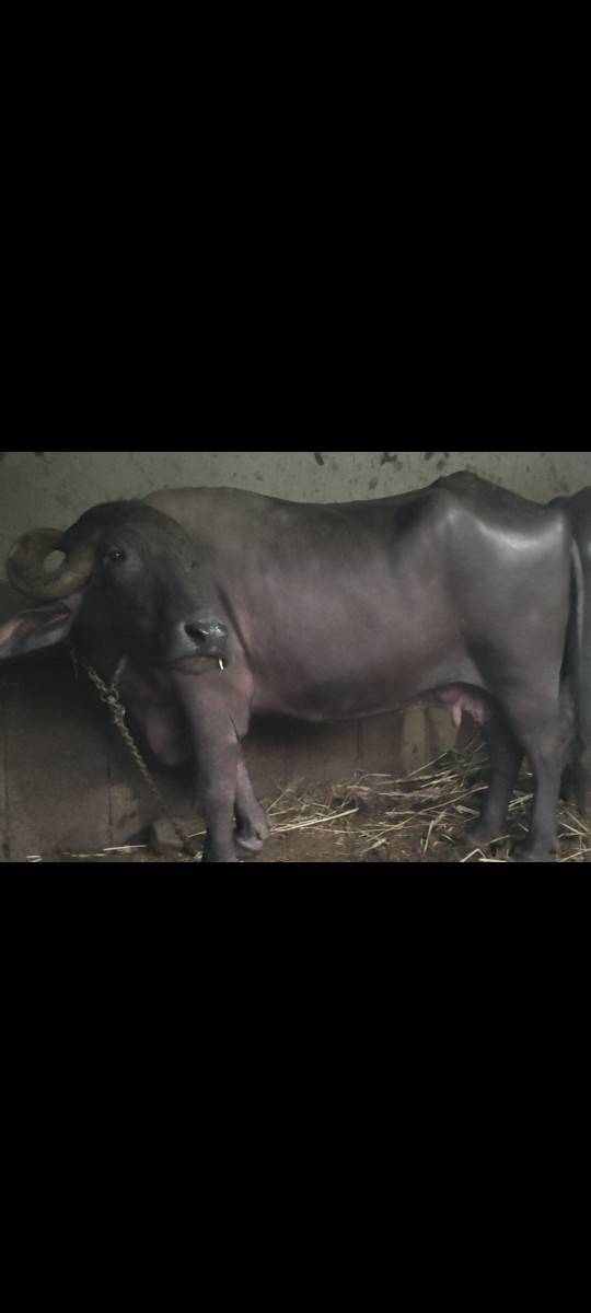 આ ભેંસ વેચવાની છે