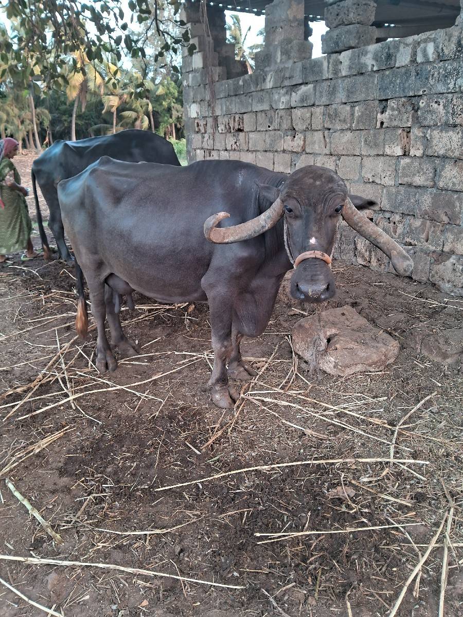 આ ભેંસ વેચવાની છે