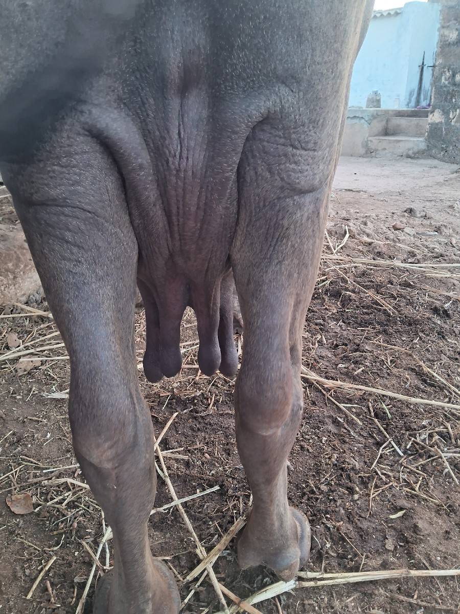 આ ભેંસ વેચવાની છે