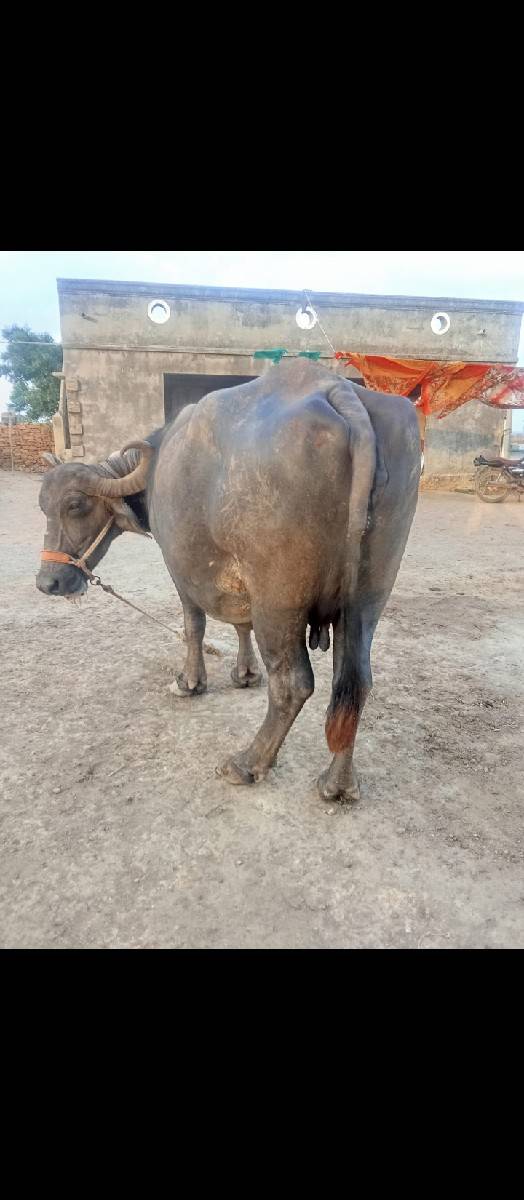 bhes vechvani che.