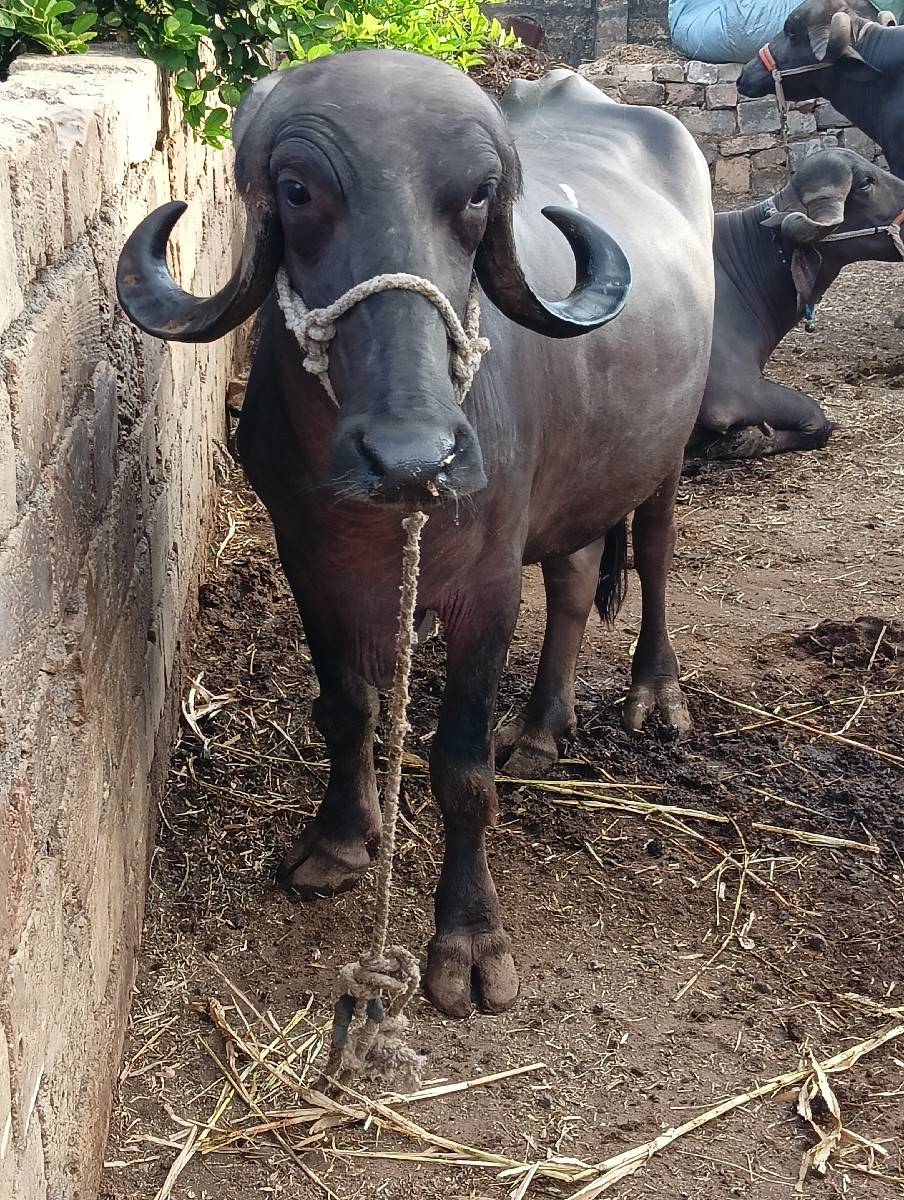 ૧ લું વેતર