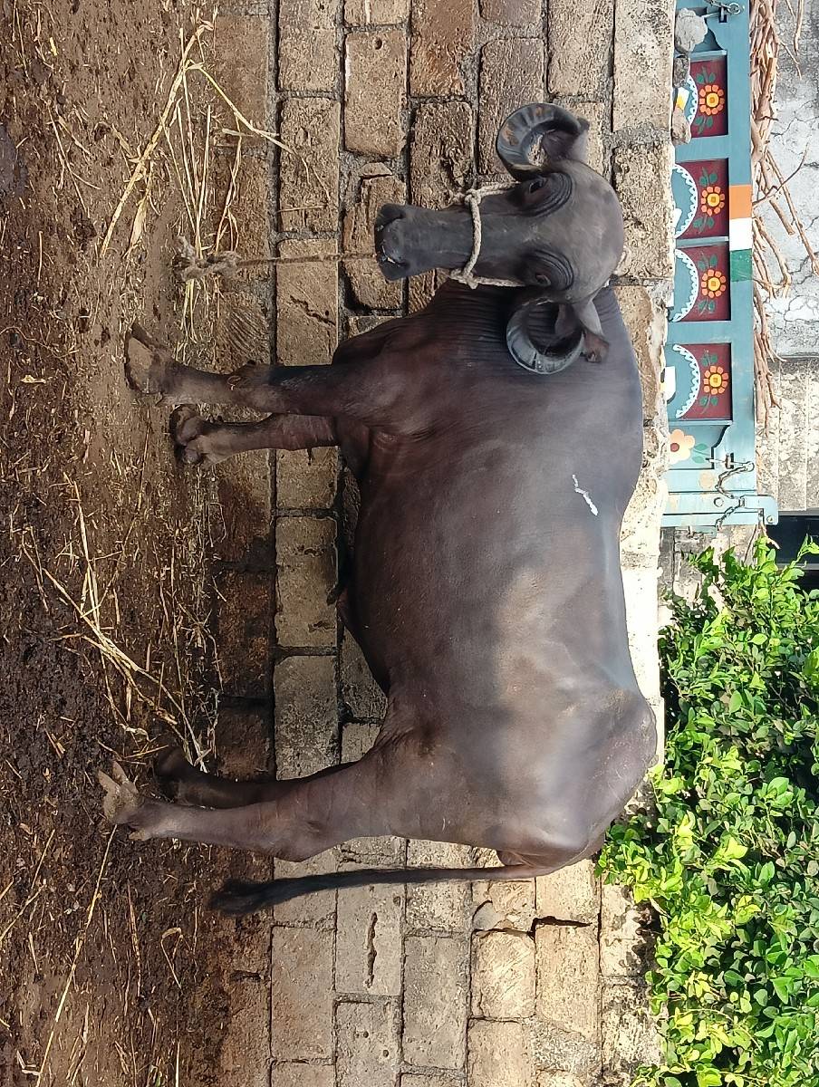 ૧ લું વેતર