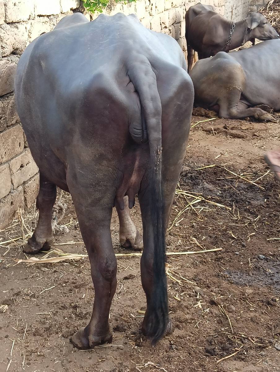 ૧ લું વેતર