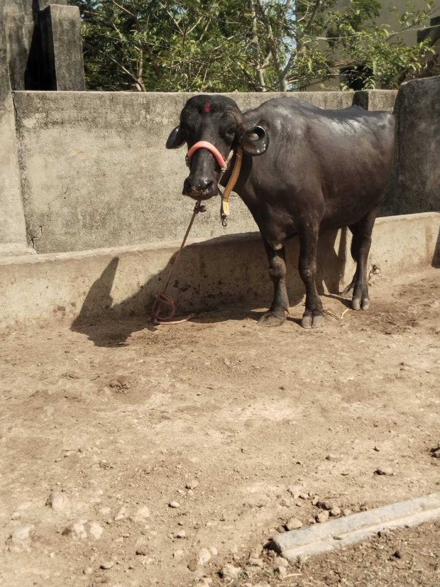 ખડેલી વેચવાની છે