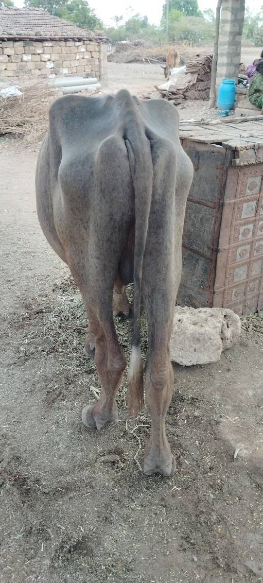 પાડો બેસવાનો છે