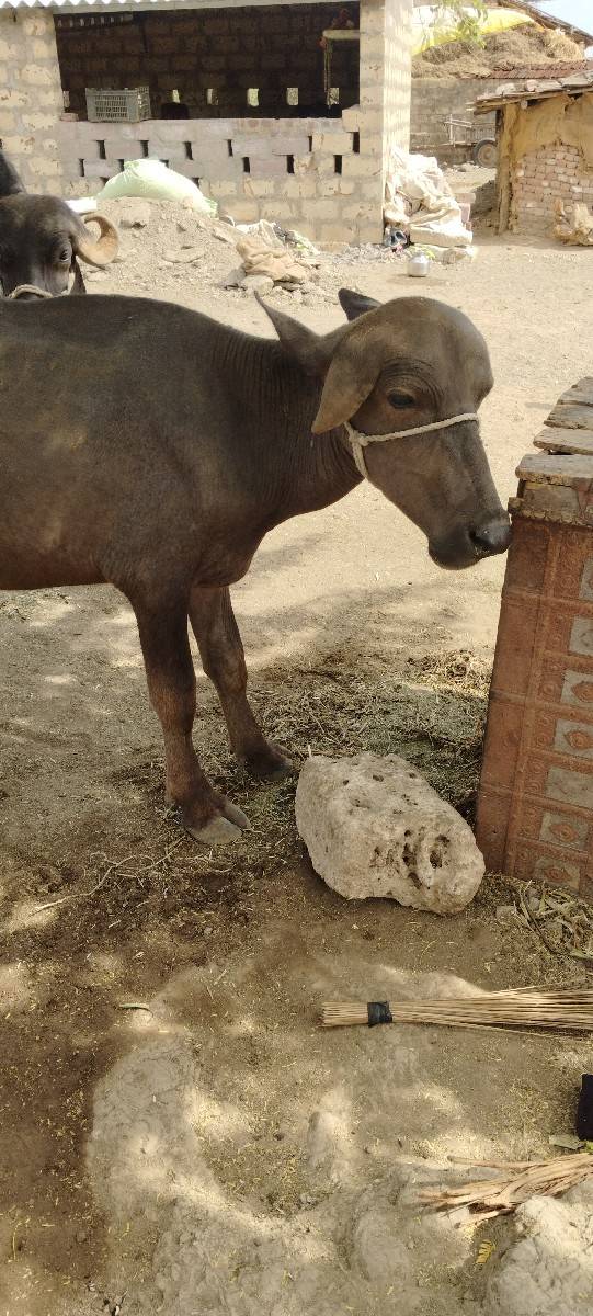 પાડો બેસવાનો છે