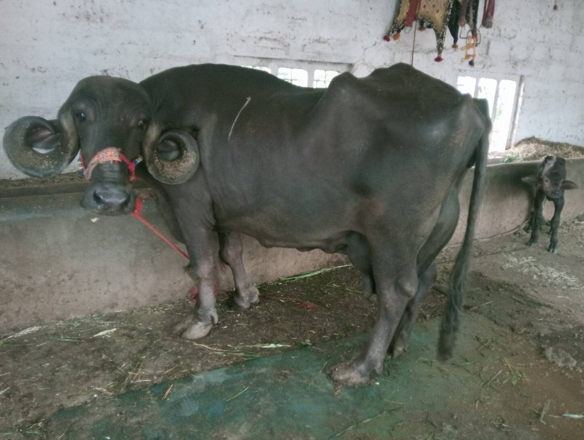 ભેંસ વેચવાની છે