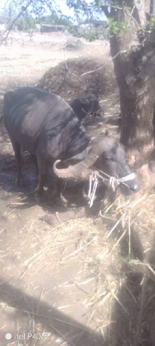 ભેસ વેચવાની છે