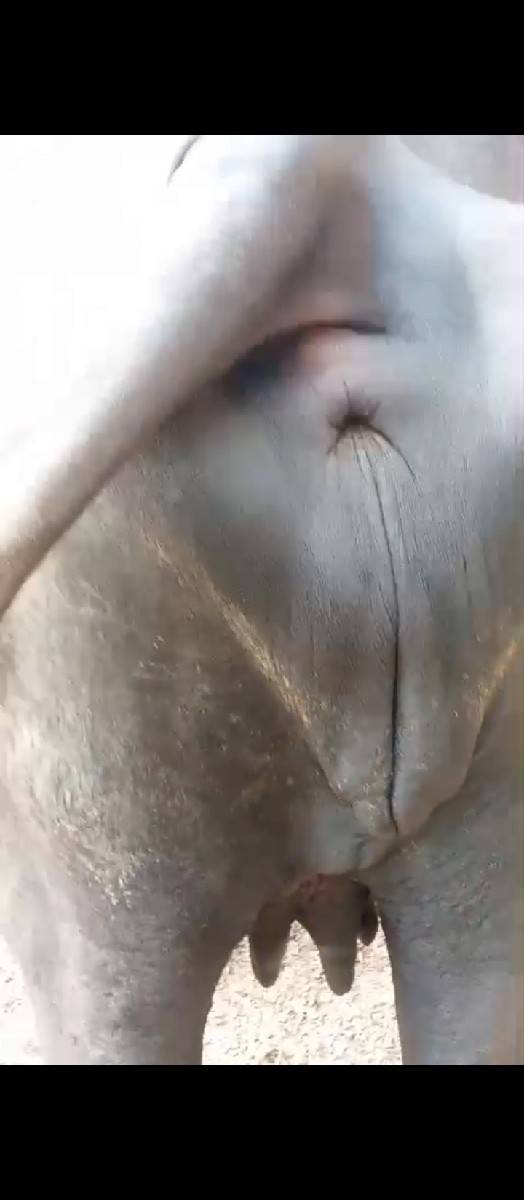 આ ખડેલી વહેંચી વા ની છે