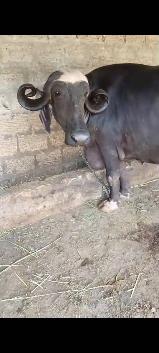 ભેસ વેચવાનુછે