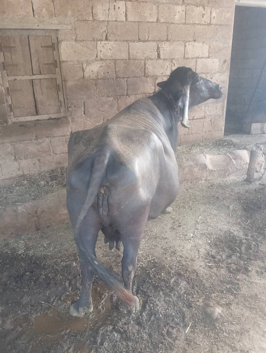 ભેંસ વેચવાની છે