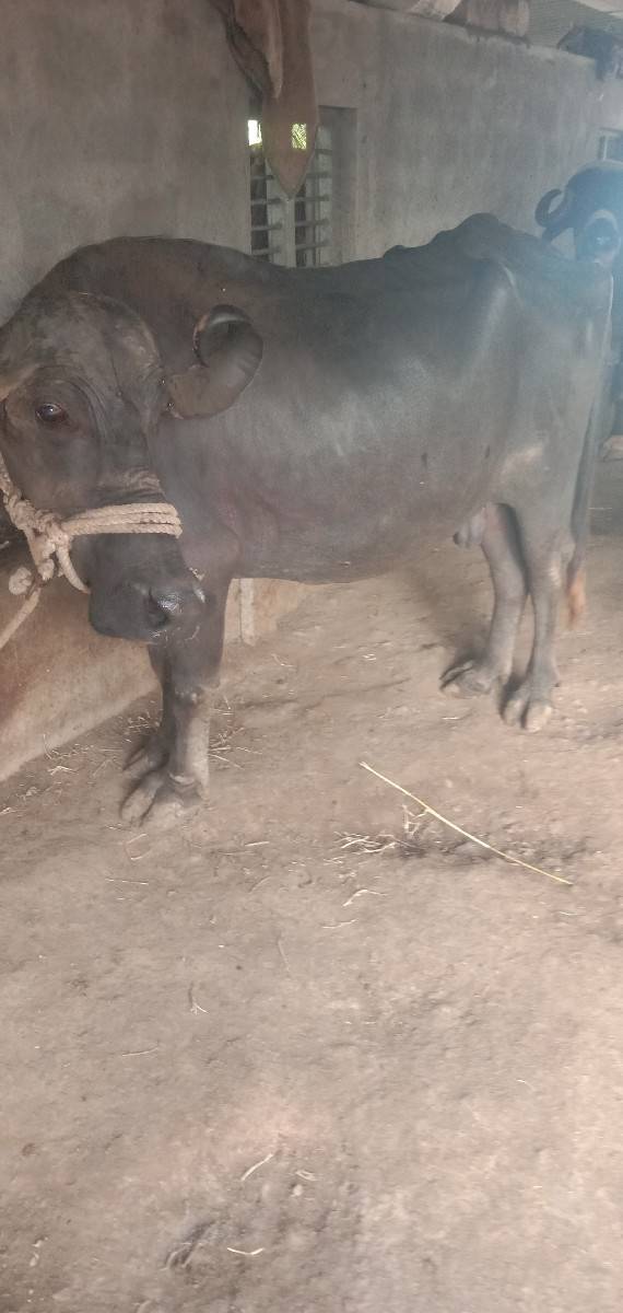 ભેસ વેચવાની છે