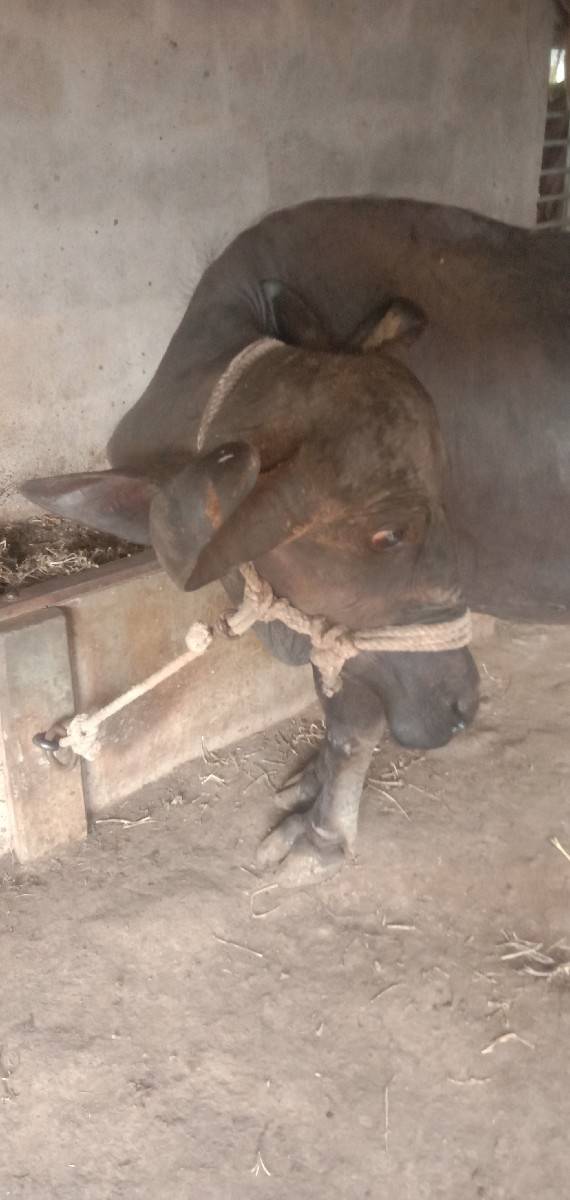 ભેસ વેચવાની છે