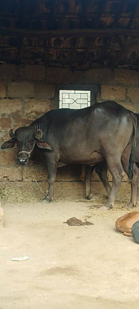 પેલું વેધર