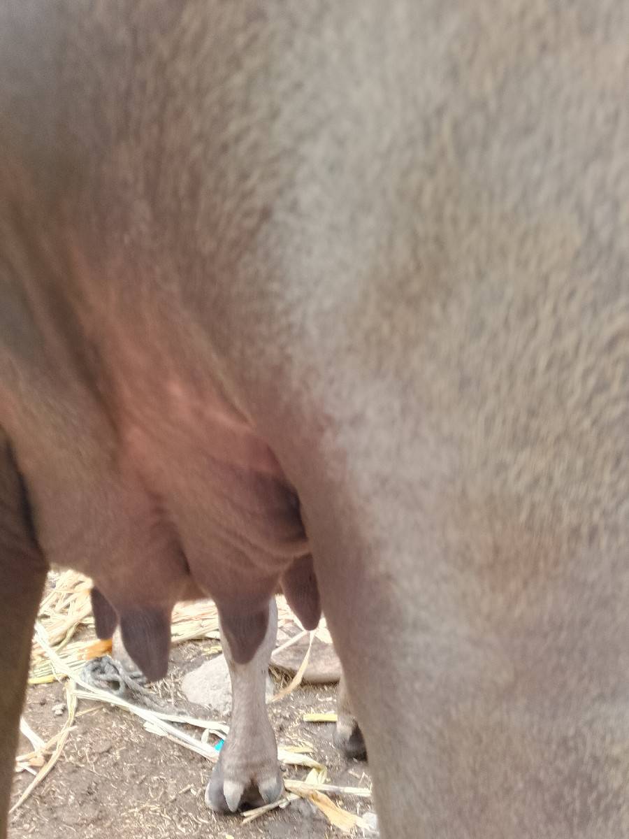પેલું વેધર
