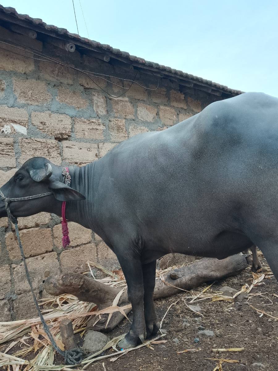 પેલું વેધર