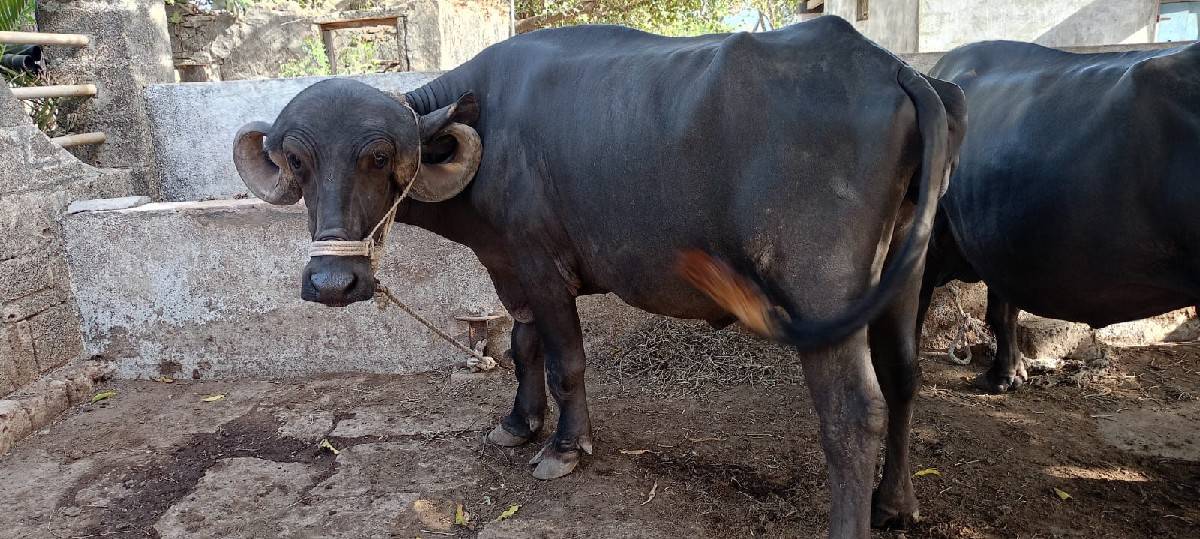 ભેંસ વેચવાની છે