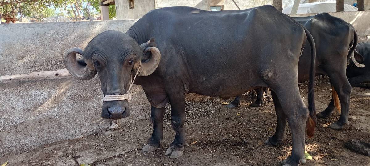 ભેંસ વેચવાની છે
