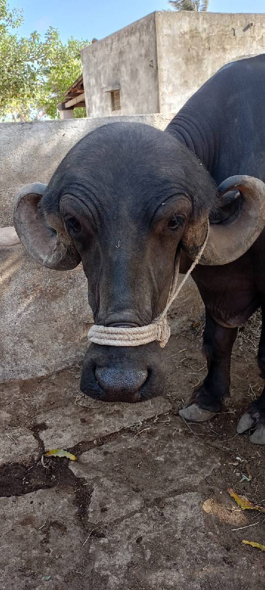 ભેંસ વેચવાની છે