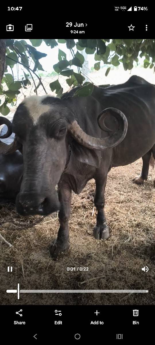 ભેંશ વેસવાની છે