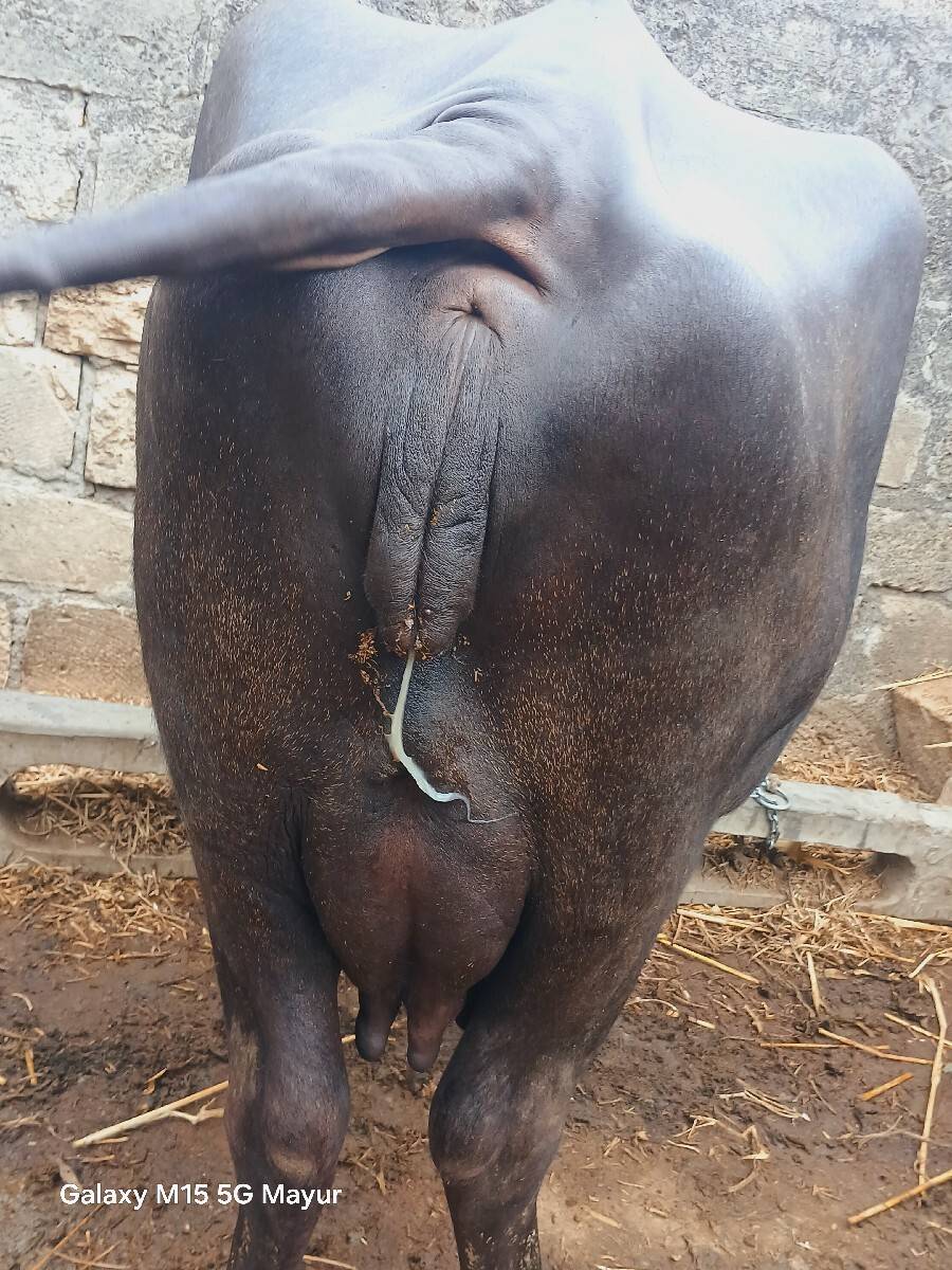 ભેસ વેચવા ની છે