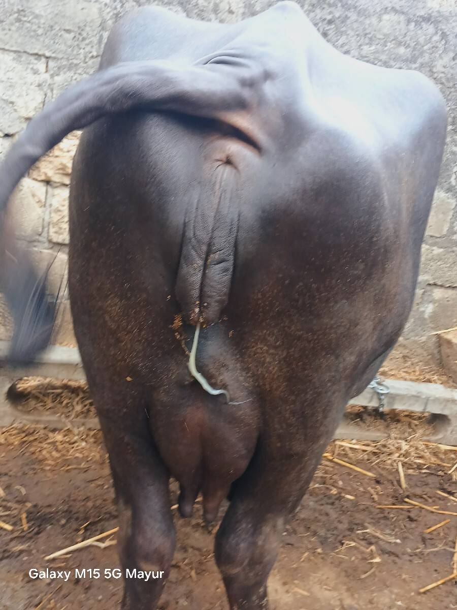 ભેસ વેચવા ની છે