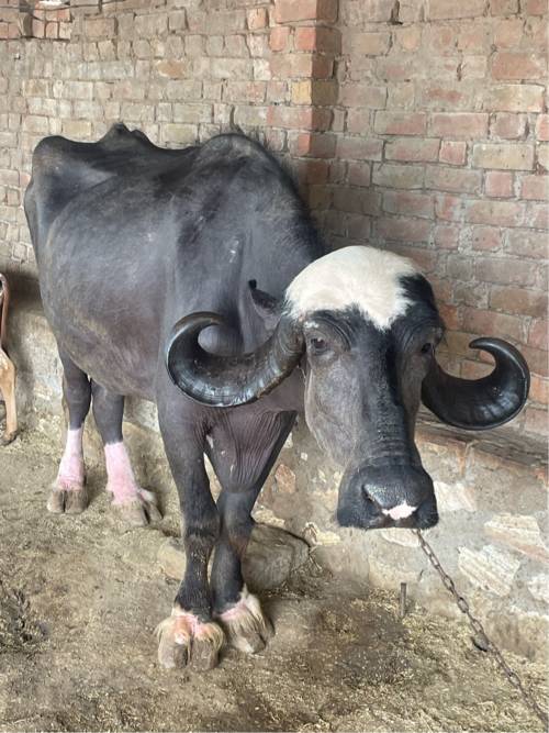 ભેંસ 8 મહિના ગાભણી વેતર 4