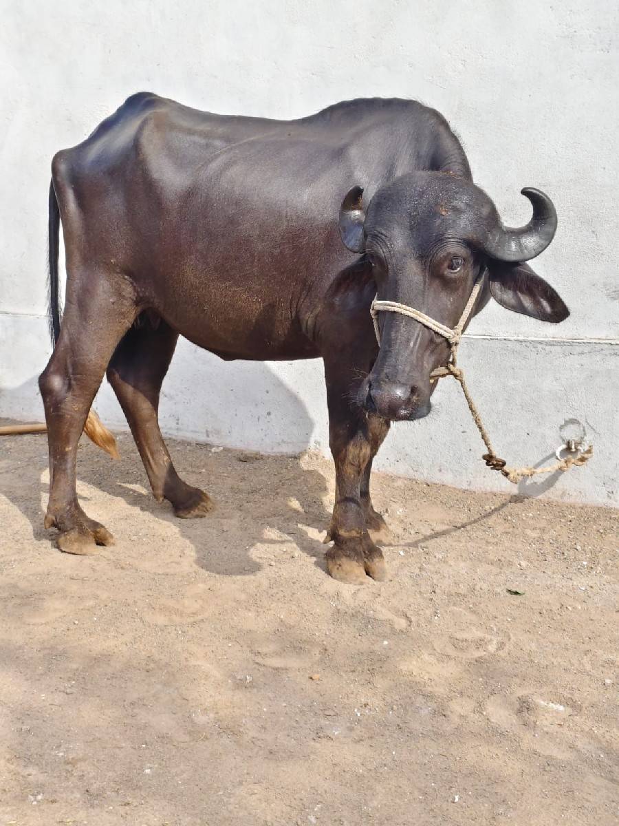 ખડેલી વેચવાની છે
