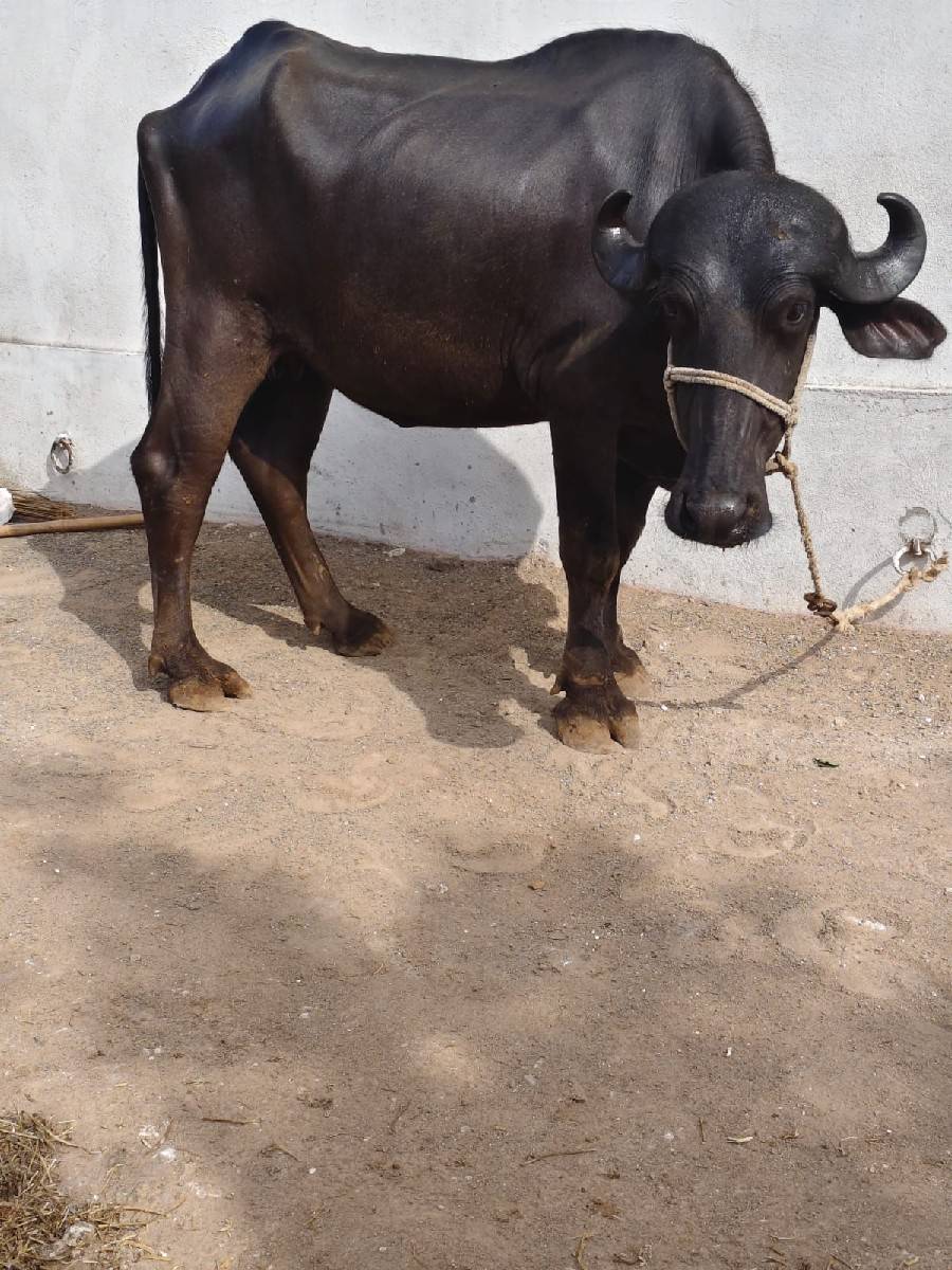 ખડેલી વેચવાની છે
