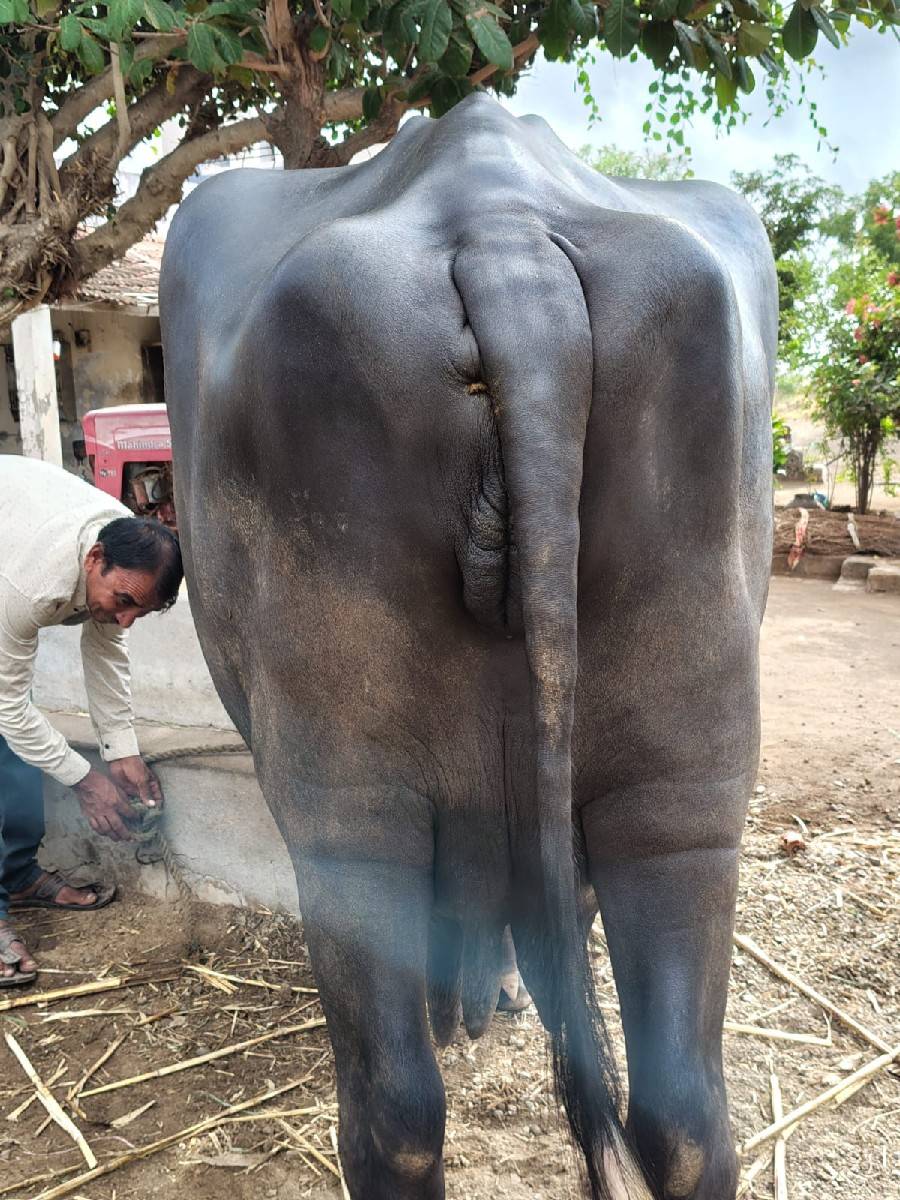 ભેંસ વેચવાની છે
