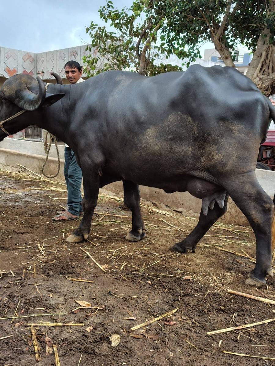 ભેંસ વેચવાની છે