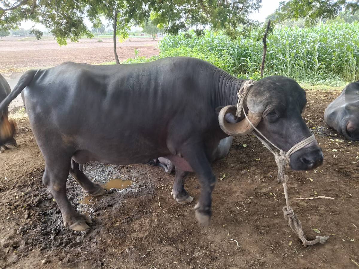 બે.ભેસ.વેચવાનીછે