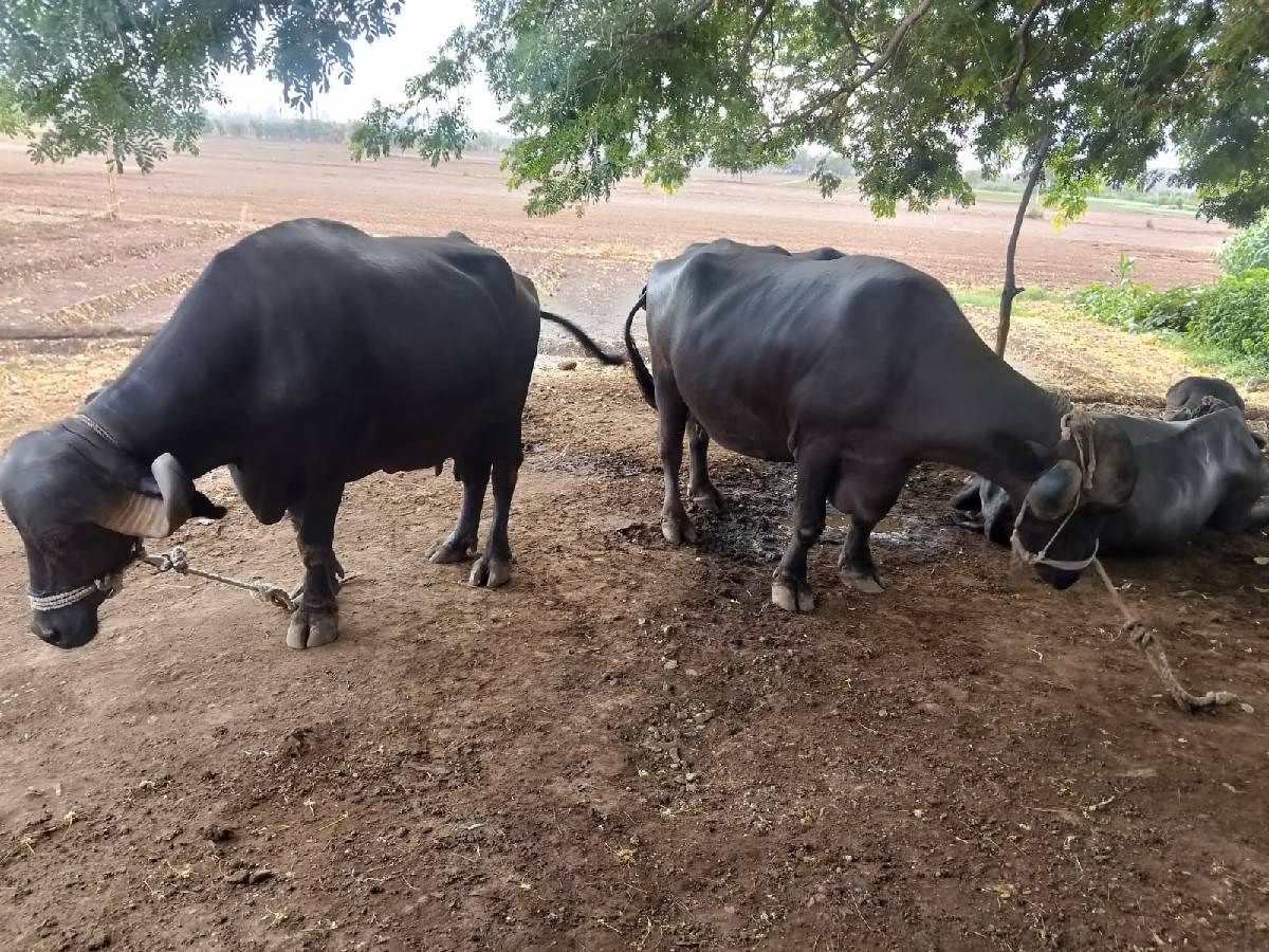 બે.ભેસ.વેચવાનીછે