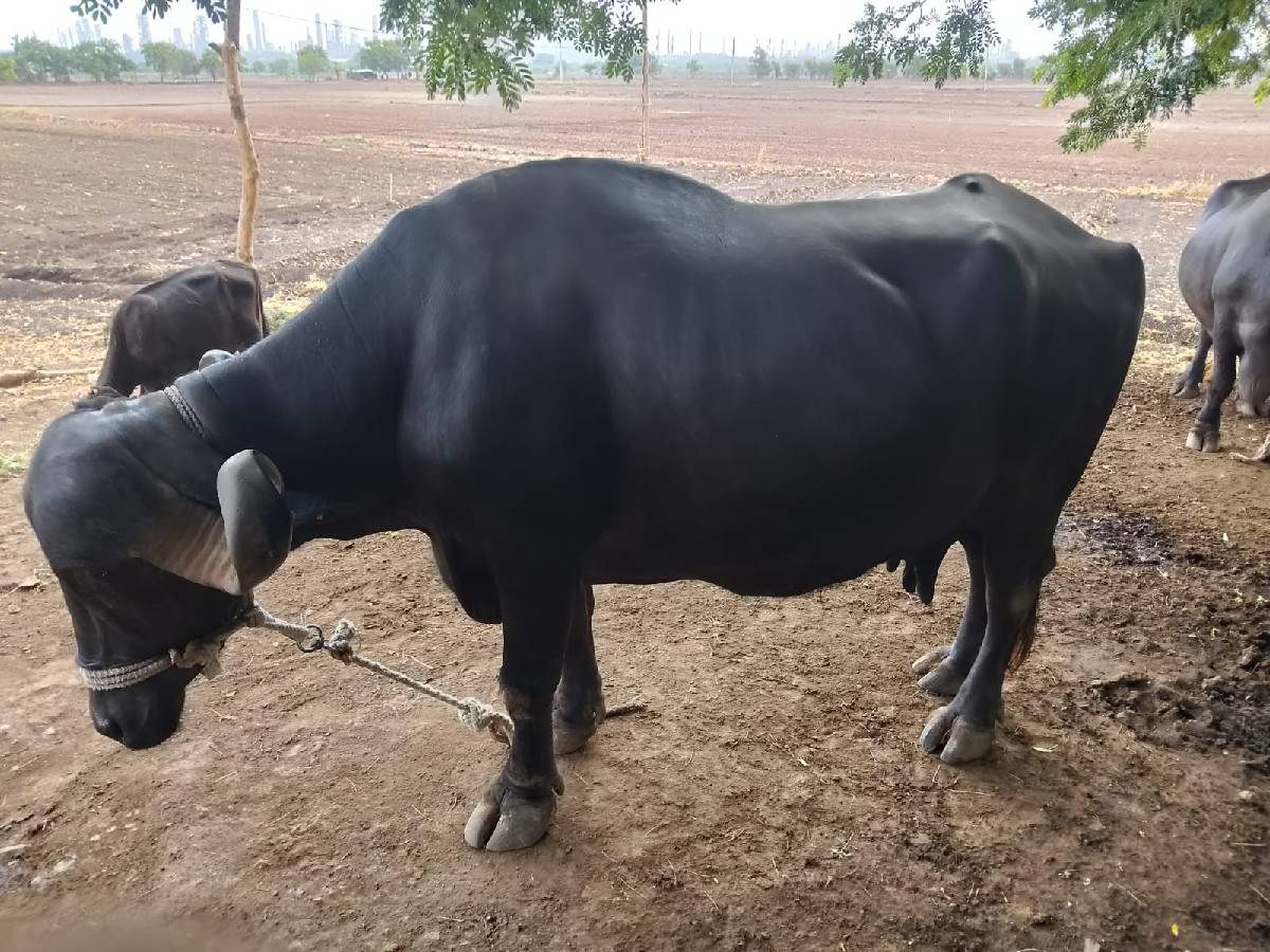 બે.ભેસ.વેચવાનીછે