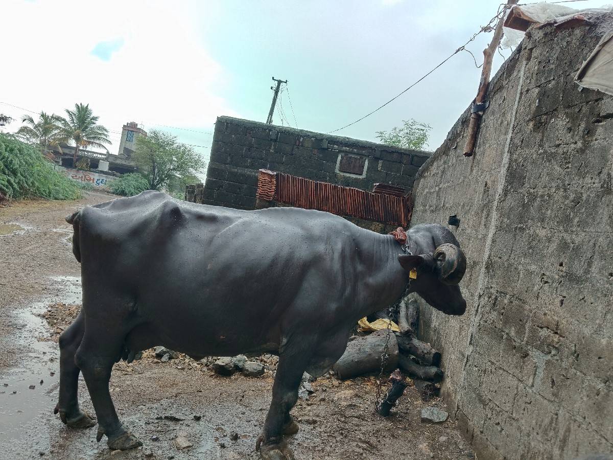 બીજું વેતર