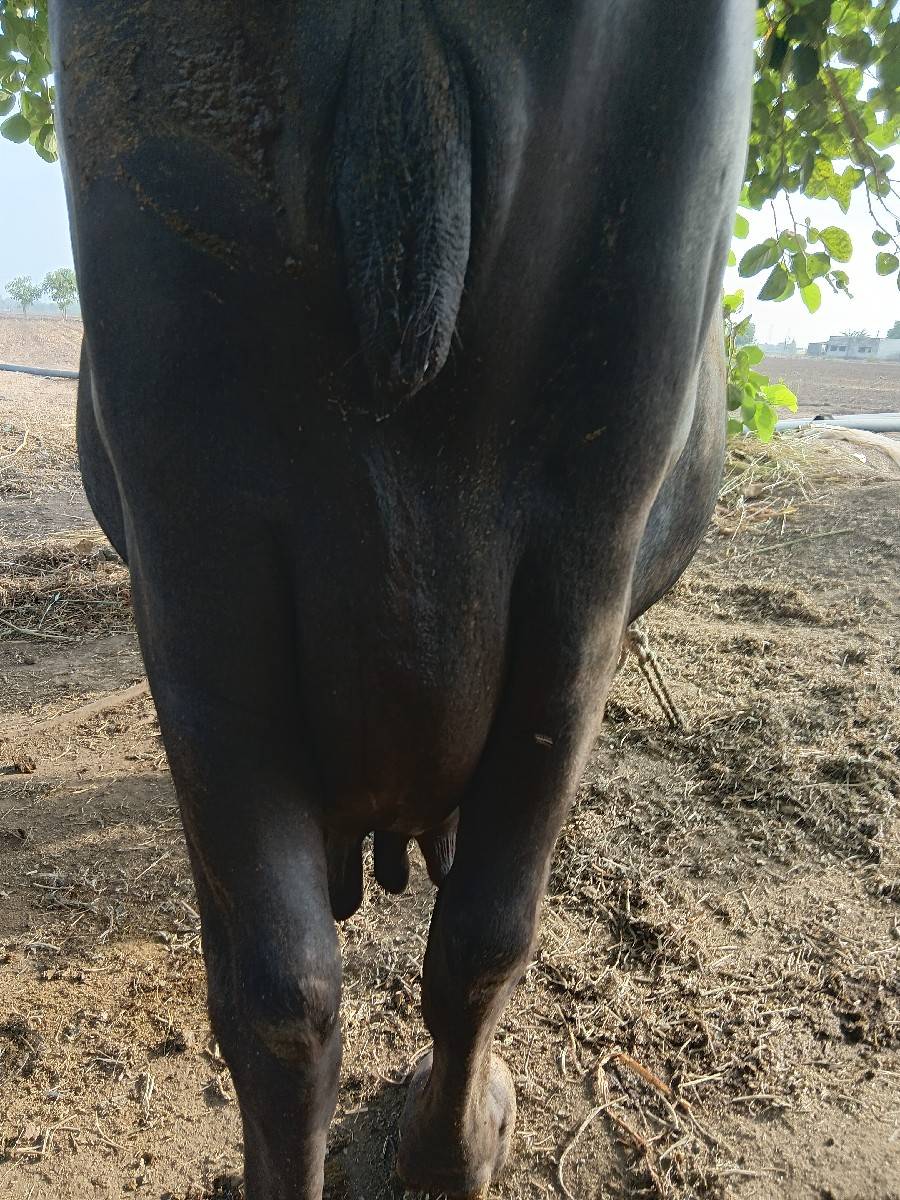 भेस बेचनी हे