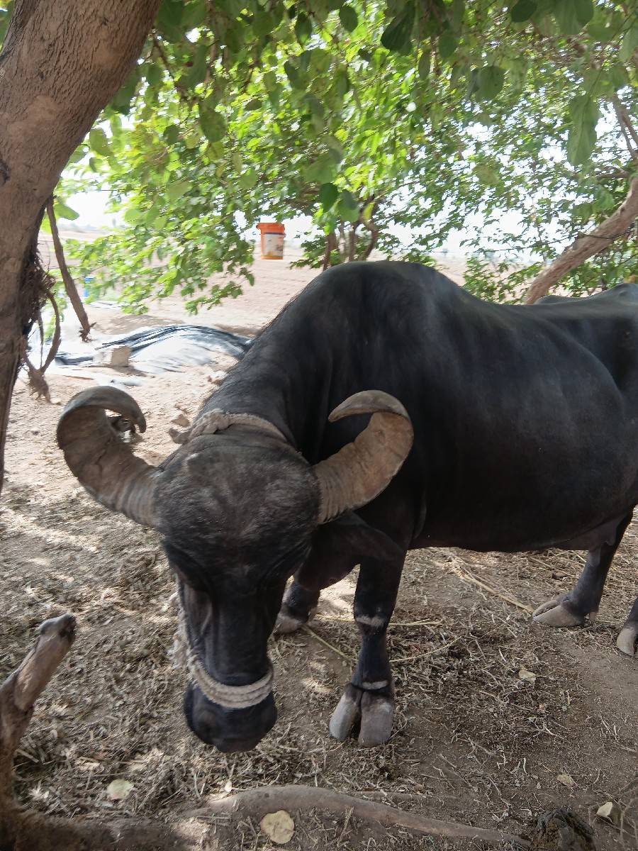 भेस बेचनी हे