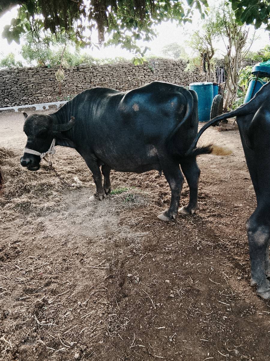 વેચવાની છે