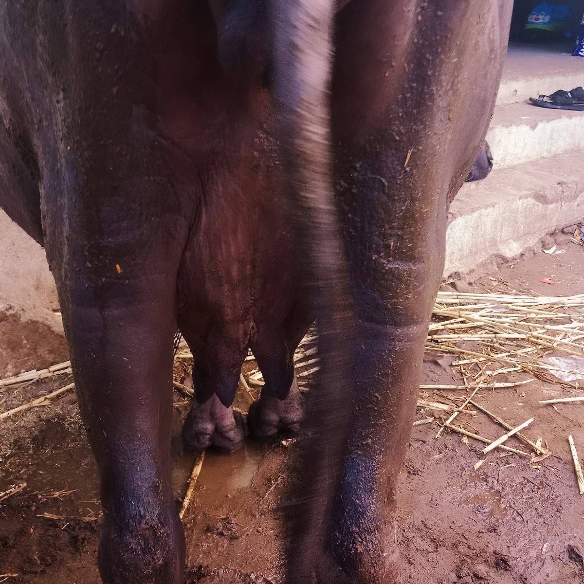 ખડેલિ. વેચવાનિચે. પેલુ. વેતર