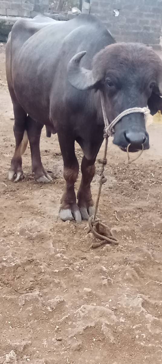 પાડો વેસવાનો છે