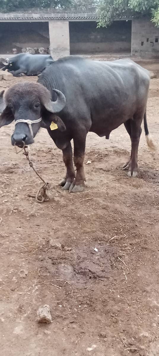 પાડો વેસવાનો છે