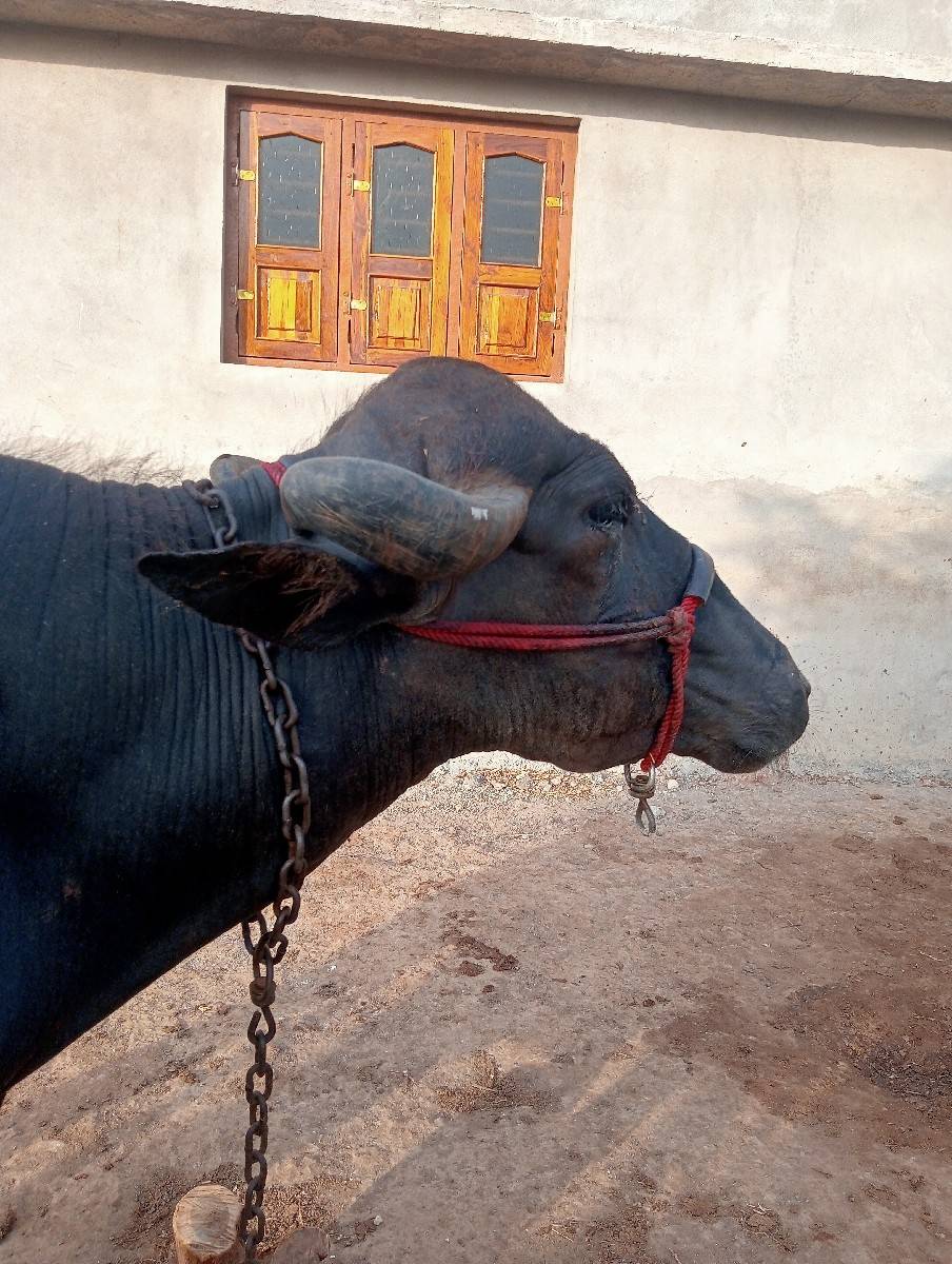 ખડેલી