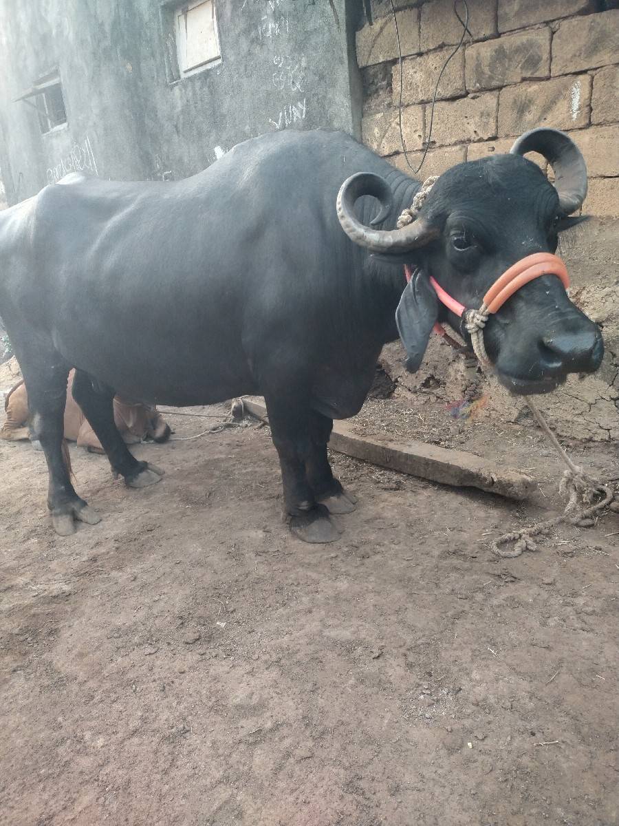 વિજય ૭૮૬૨૮૯૨૭૯૫