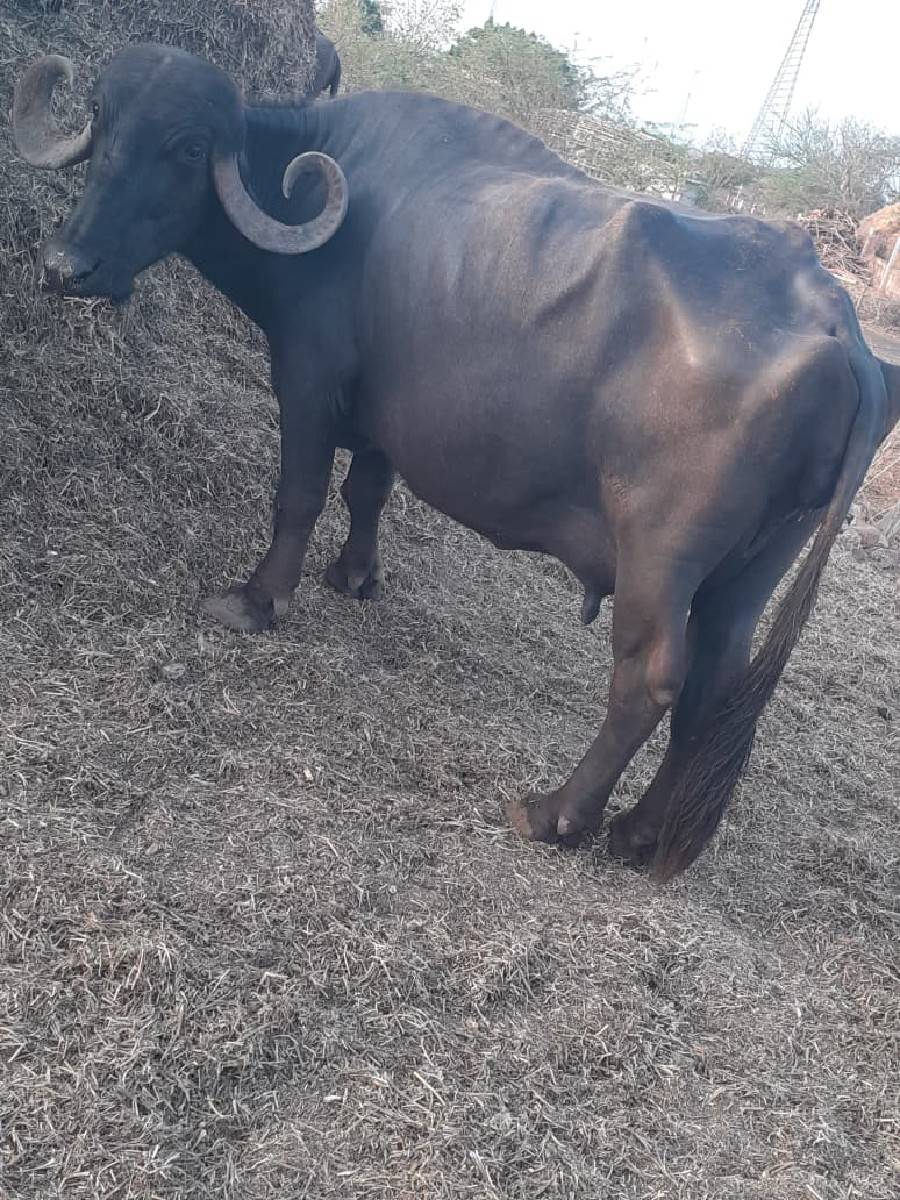 ભેંસ વેચવાની છે