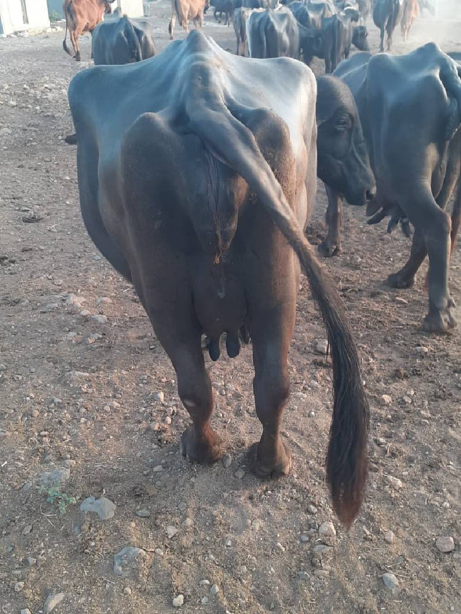 ભેંસ વેચવાની છે