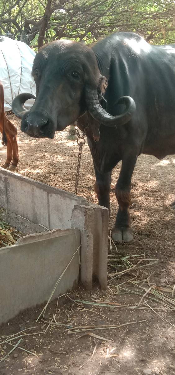 આ‌ ભેંશ વેચવાની છે